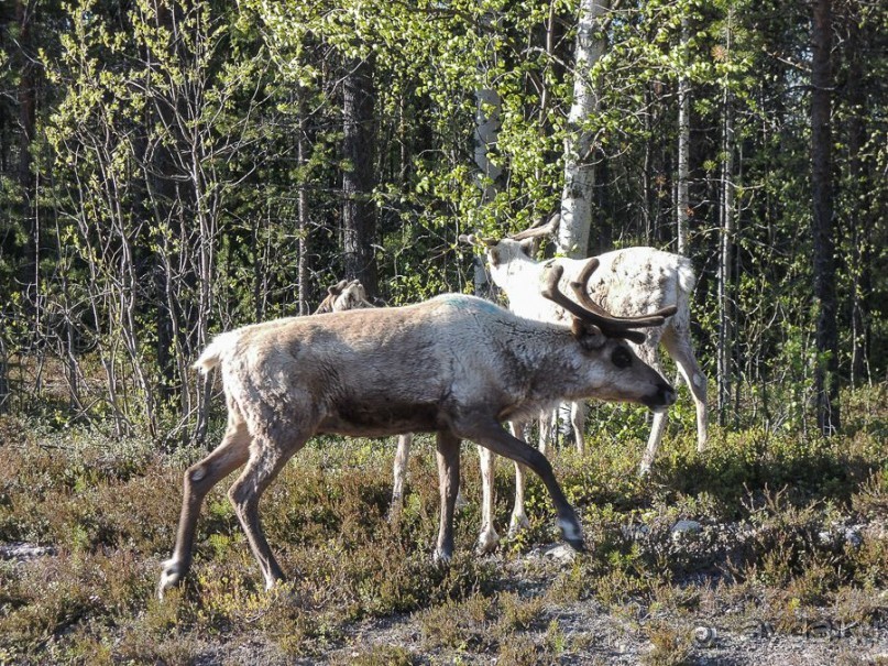 Северные олени