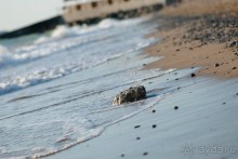 Пляжный отдых и климатолечение в санатории "Танжер"