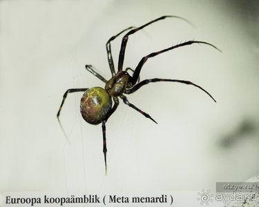 Рига - Таллин