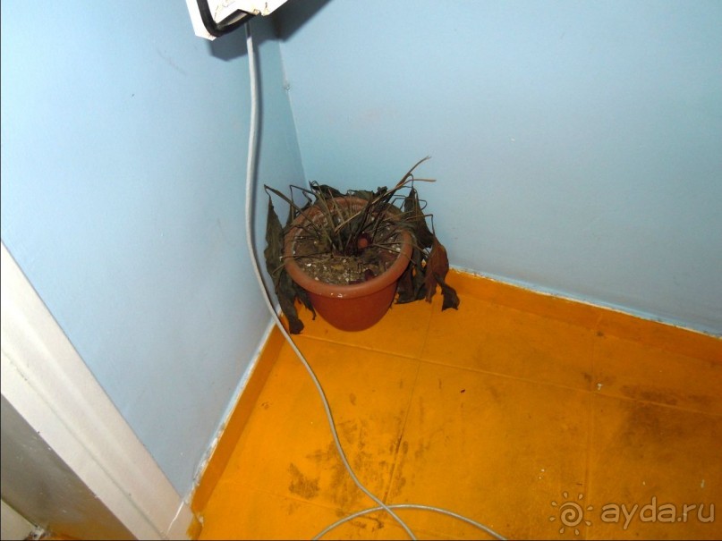 Немного зелени для уюта!