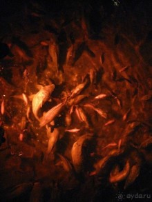 Турция. Стамбул. Тур выходного дня.