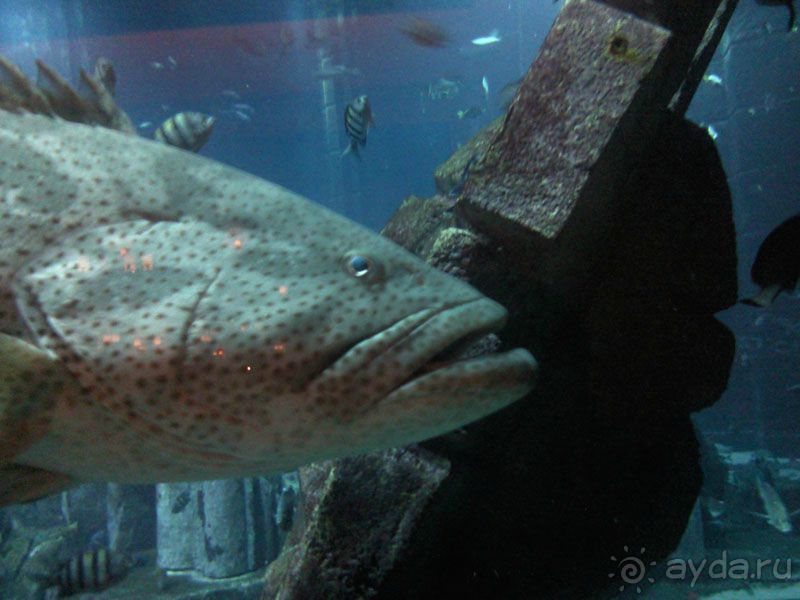 Объединенные Арабские Эмираты. Дубаи, Шарджа, Фуджейра.