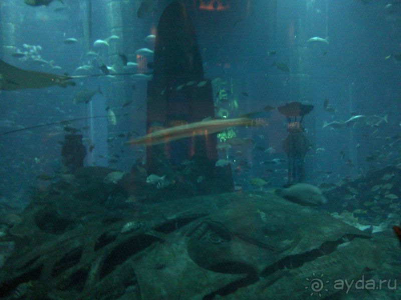 Объединенные Арабские Эмираты. Дубаи, Шарджа, Фуджейра.