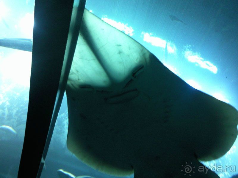 Объединенные Арабские Эмираты. Дубаи, Шарджа, Фуджейра.