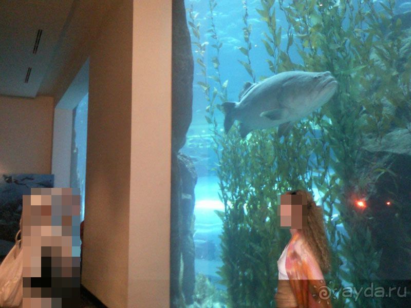 Объединенные Арабские Эмираты. Дубаи, Шарджа, Фуджейра.