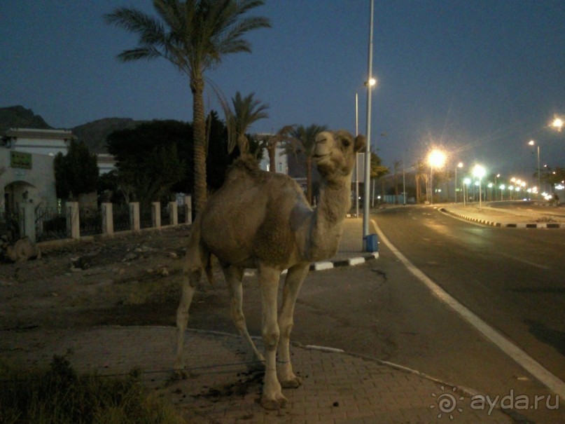 Египет. Таба. Синайский полуостров + Каир