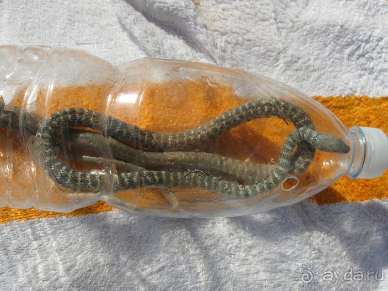 фото Peninsula Beach Resorts