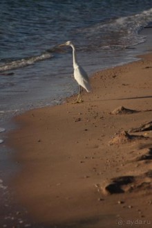 фото Royal Savoy Sharm El Sheikh