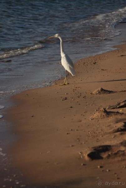 Утром на пляже отеля Савой