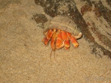 Отдых на Шри - Ланке