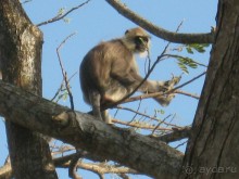 Отдых на Шри - Ланке