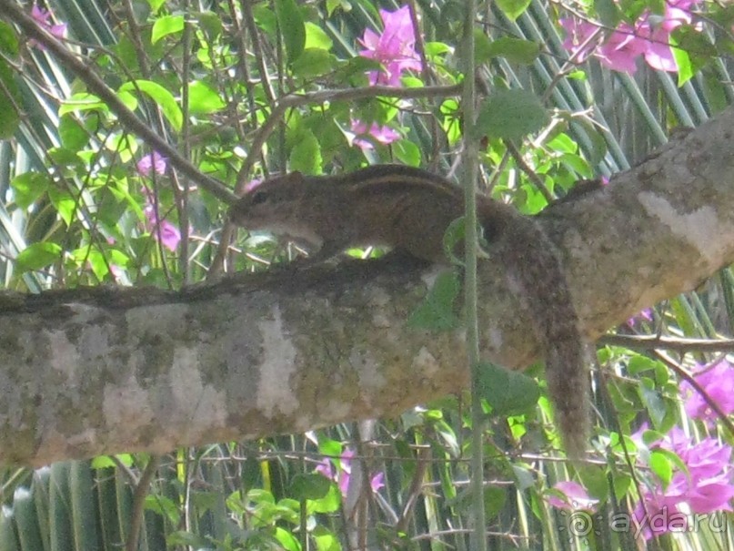 Отдых на Шри - Ланке