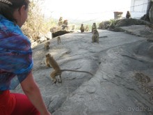 Отдых на Шри - Ланке