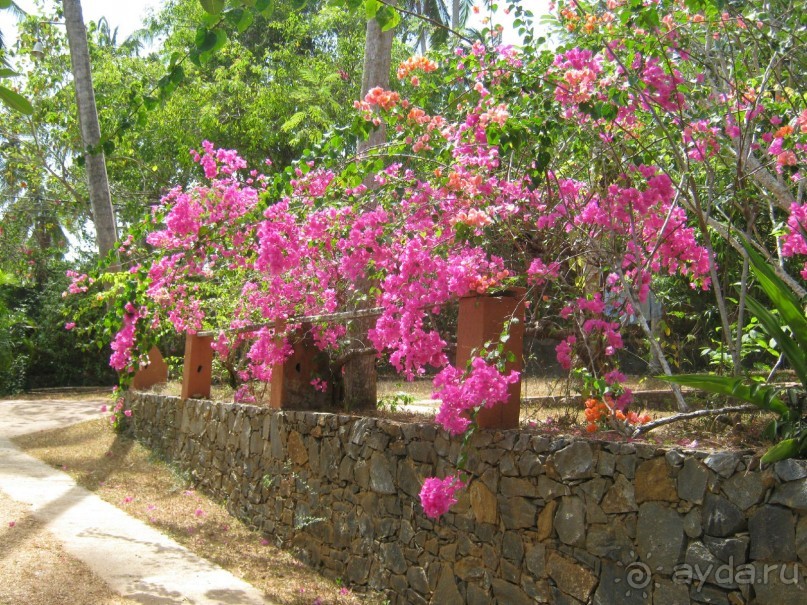 Отдых на Шри - Ланке