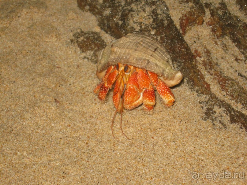 Отдых на Шри - Ланке