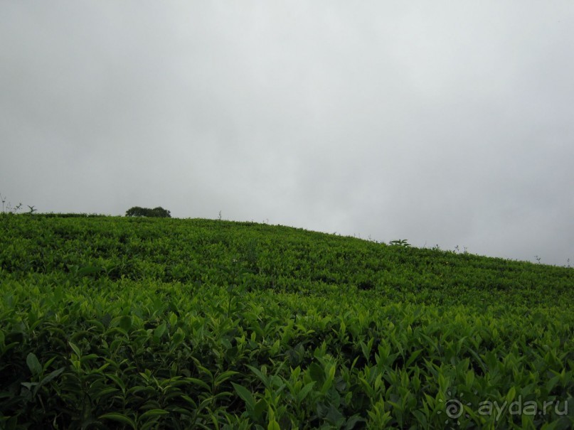 Отдых на Шри - Ланке