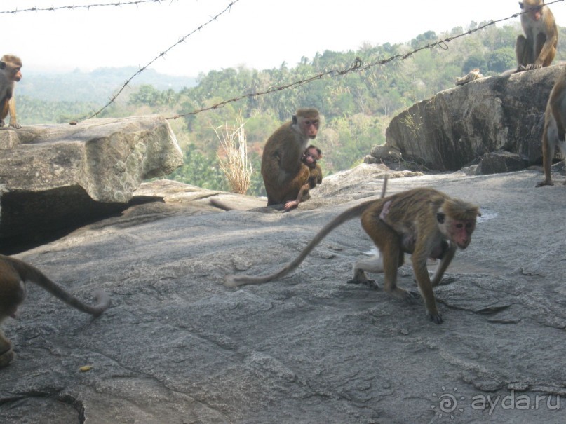 Отдых на Шри - Ланке