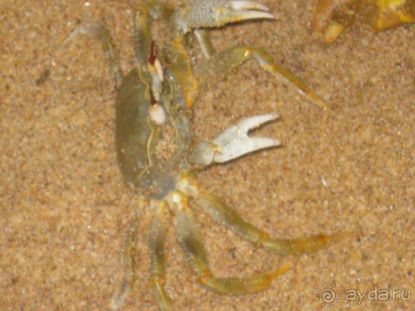 Отдых на Шри - Ланке