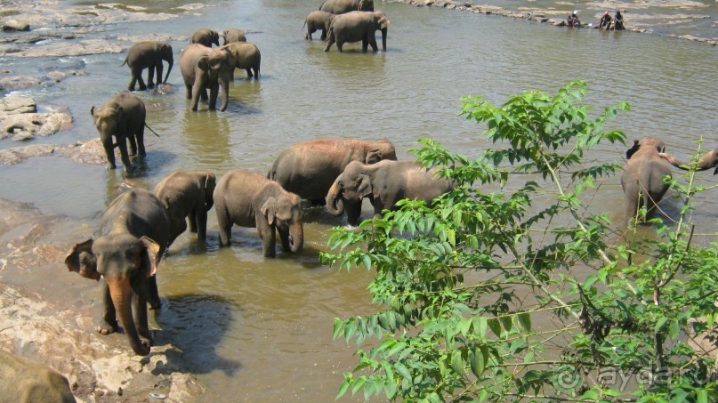 Отдых на Шри - Ланке