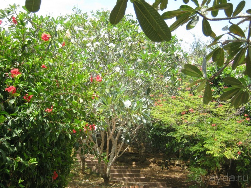 Отдых на Шри - Ланке