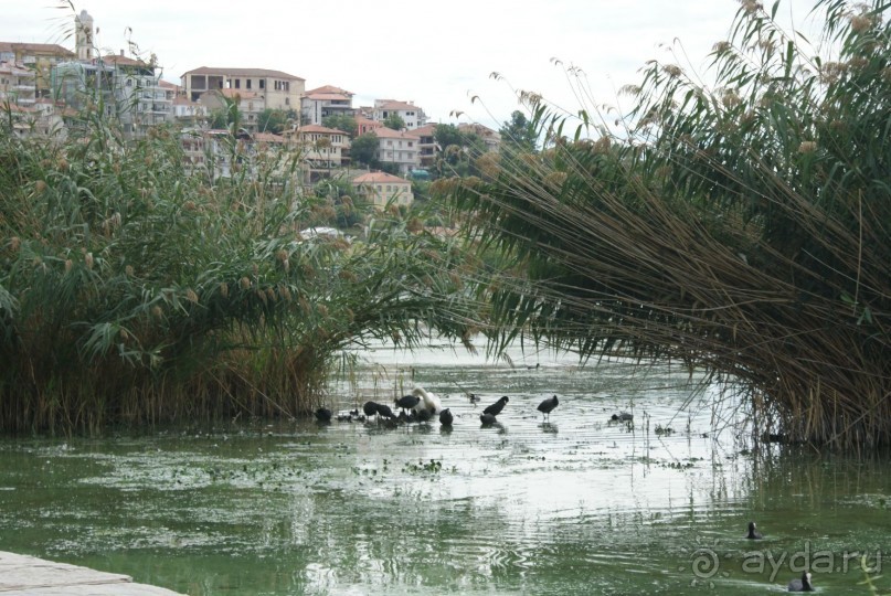 Поездка за "пушистой радостью" в великолепную Касторью 