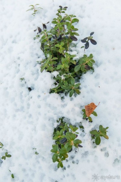 Лапландия зимой - это не только Санта!