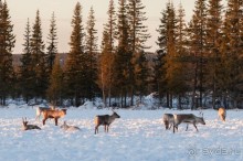 Альбом отзыва "Лапландия зимой - это не только Санта!"