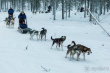 Лапландия зимой - это не только Санта!