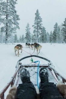 Лапландия зимой - это не только Санта!