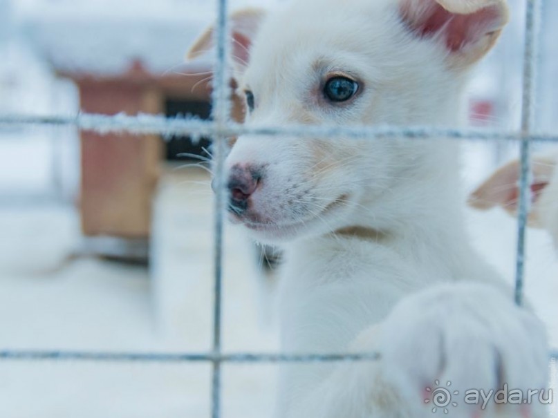 Лапландия зимой - это не только Санта!