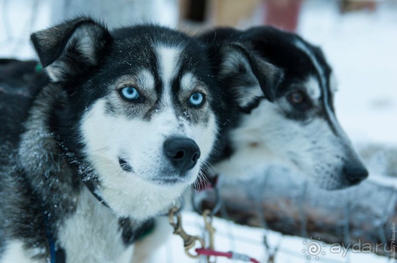 Лапландия зимой - это не только Санта!