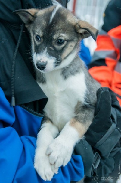 Лапландия зимой - это не только Санта!