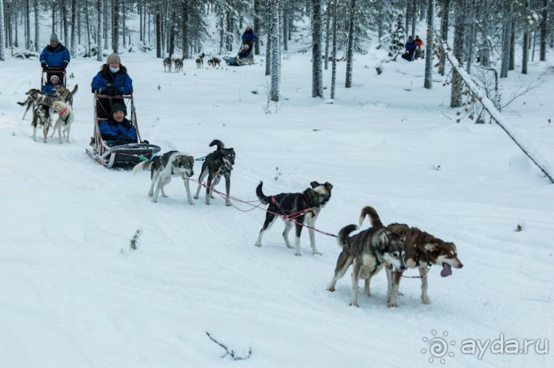 Лапландия зимой - это не только Санта!