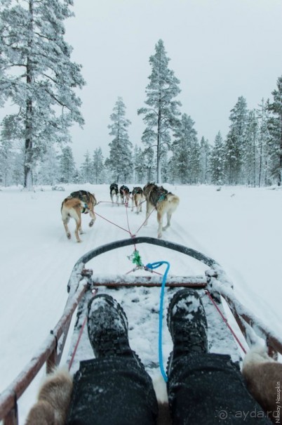 Лапландия зимой - это не только Санта!