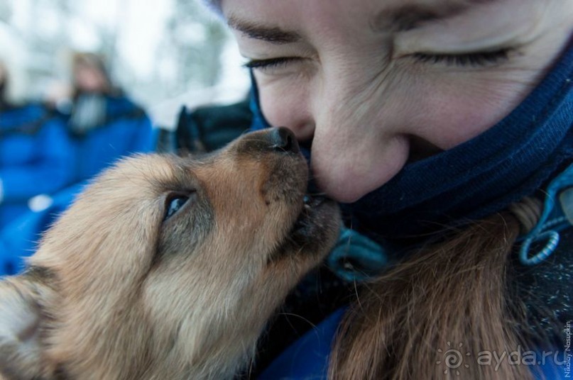 Лапландия зимой - это не только Санта!