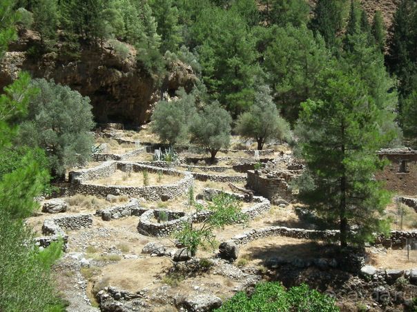 Оливковая роща в заброшенной деревне Самарийского ущелья.