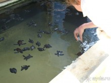 Шри-Ланка двумя парами глаз.