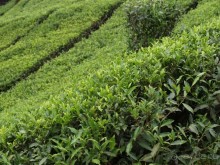 Шри-Ланка двумя парами глаз.