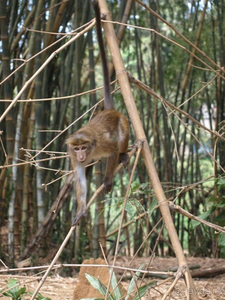 Шри-Ланка двумя парами глаз.