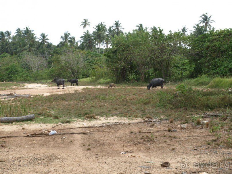 Шри-Ланка двумя парами глаз.
