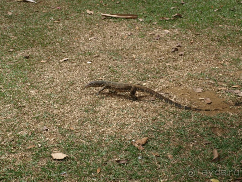 Шри-Ланка двумя парами глаз.