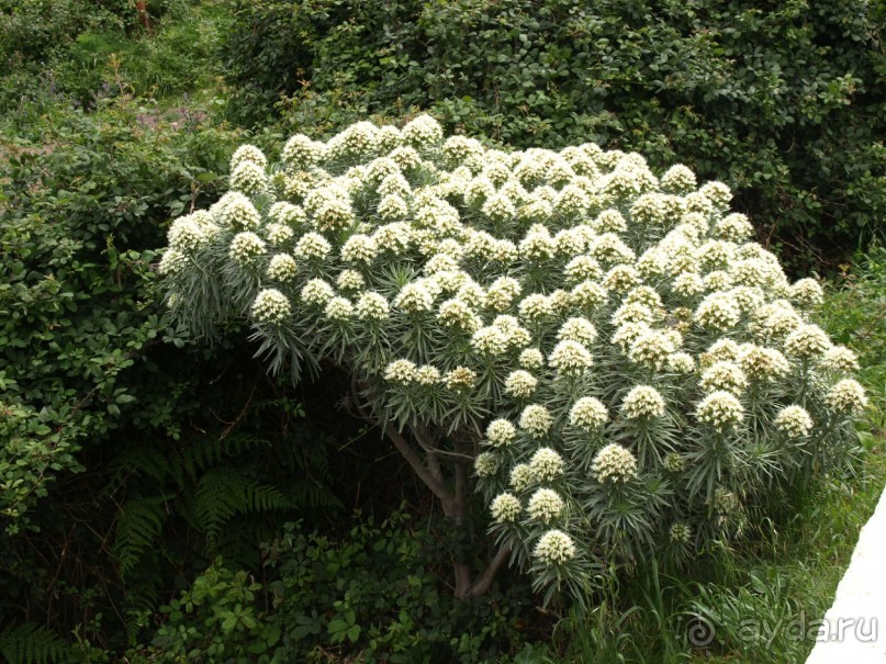 Буэнос диас, Испания! или вояж Барселона-Тенерифе.