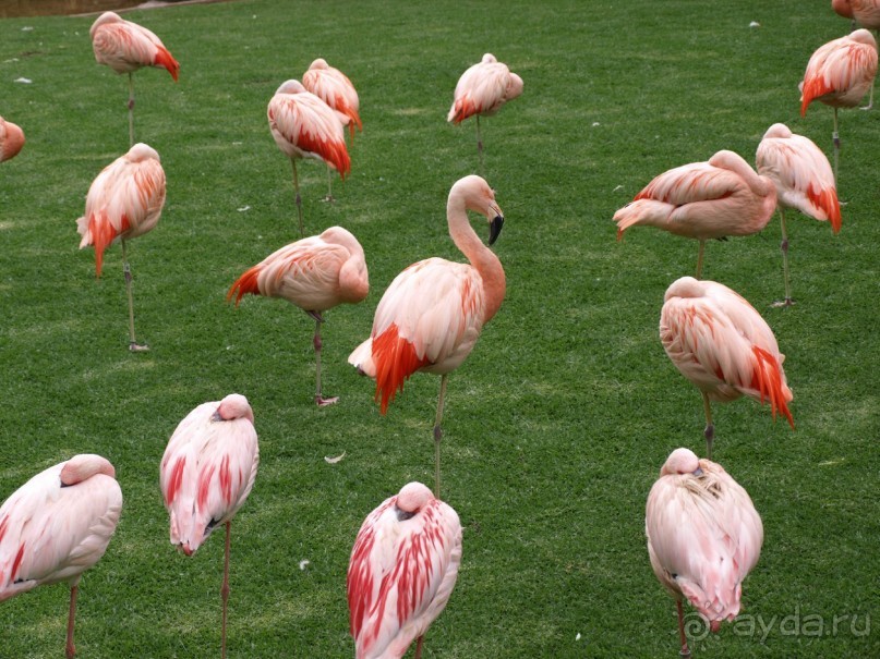 Буэнос диас, Испания! или вояж Барселона-Тенерифе.