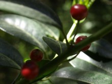 Буэнос диас, Испания! или вояж Барселона-Тенерифе.