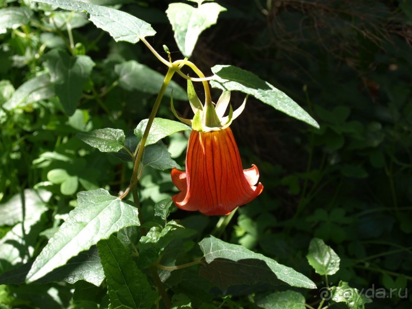 Буэнос диас, Испания! или вояж Барселона-Тенерифе.