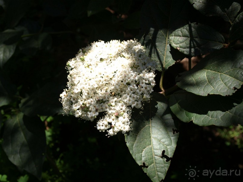 Буэнос диас, Испания! или вояж Барселона-Тенерифе.