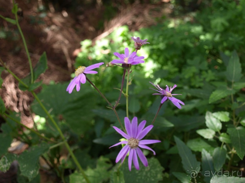 Буэнос диас, Испания! или вояж Барселона-Тенерифе.