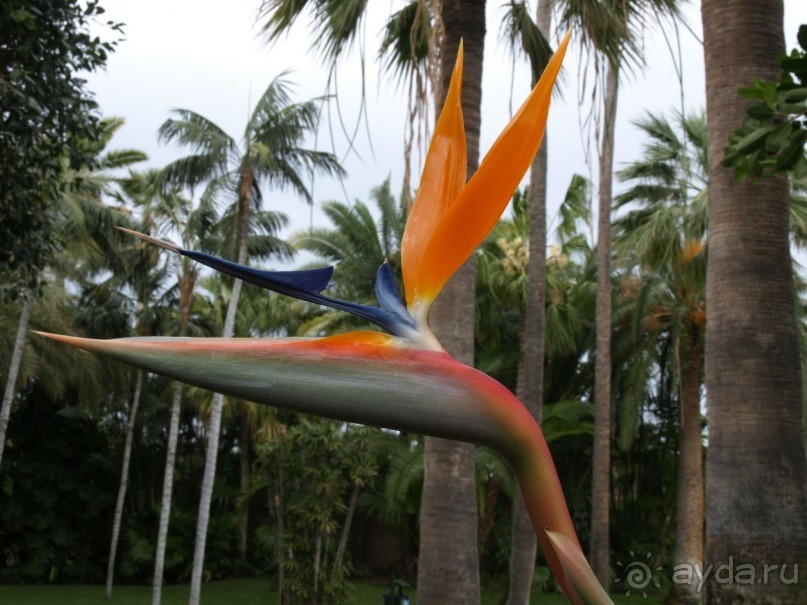 Буэнос диас, Испания! или вояж Барселона-Тенерифе.