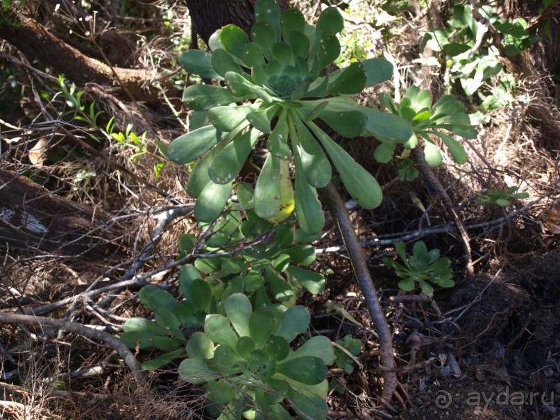 Буэнос диас, Испания! или вояж Барселона-Тенерифе.