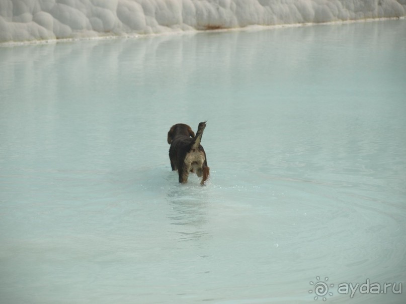 Собачка в бассейне Памуккале.